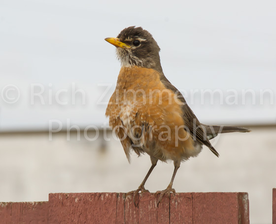 Robins 2014 19