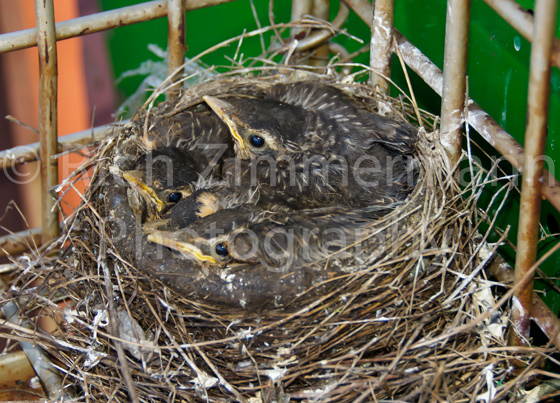 Robins 2014 31