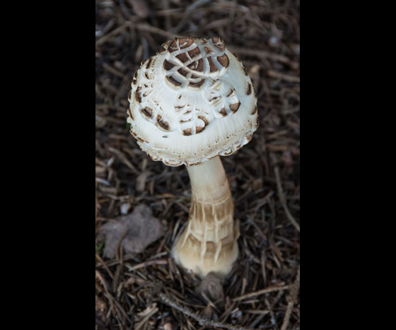 Mushrooms 2015 10