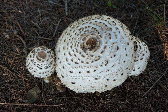 Mushrooms 2015 11