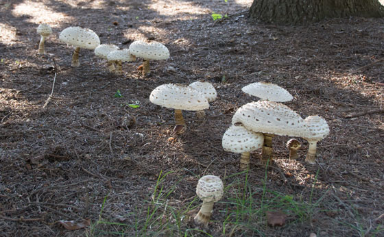 Mushrooms 2015 3