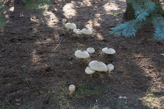 Mushrooms 2015 4