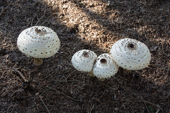 Mushrooms 2015 6
