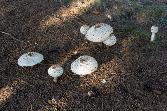 Mushrooms 2015 7