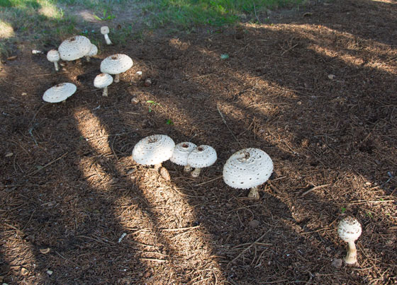 Mushrooms 2015 8