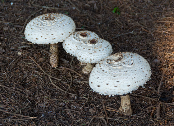 Mushrooms 2015 9