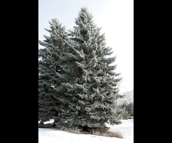 Pine-tress-in-snow-1