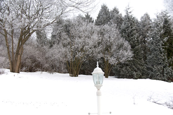 Snow and Trees 2010 10