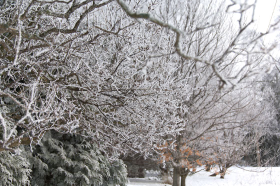 Snow and Trees 2010 9