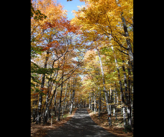 fall-trees--road