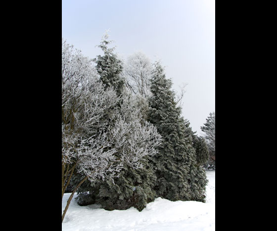 Snow and Trees 2010 1