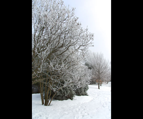 Snow and Trees 2010 2