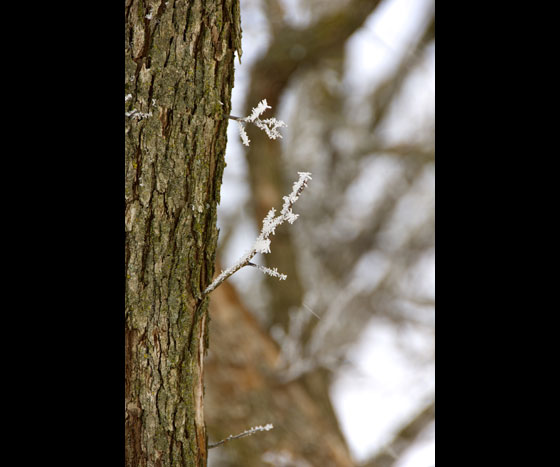 Snow and Trees 2010 3