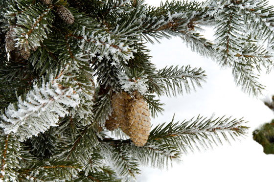 Snow and Trees 2010 4