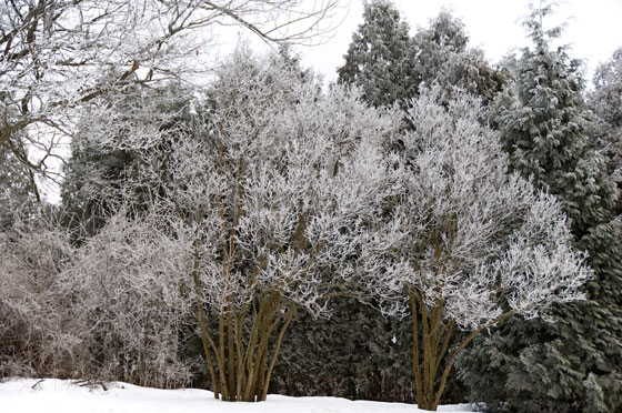 Snow and Trees 2010 5