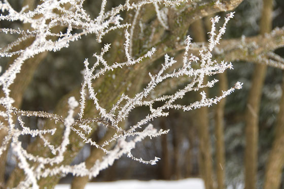 Snow and Trees 2010 6