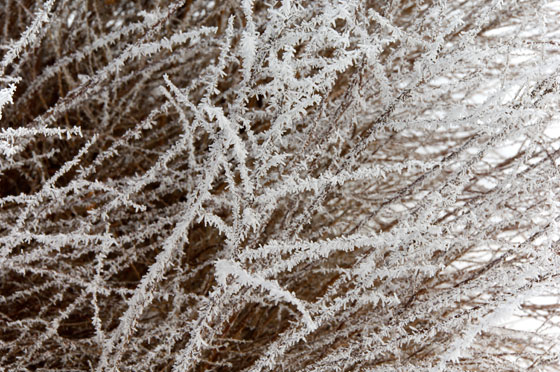 Snow and Trees 2010 7