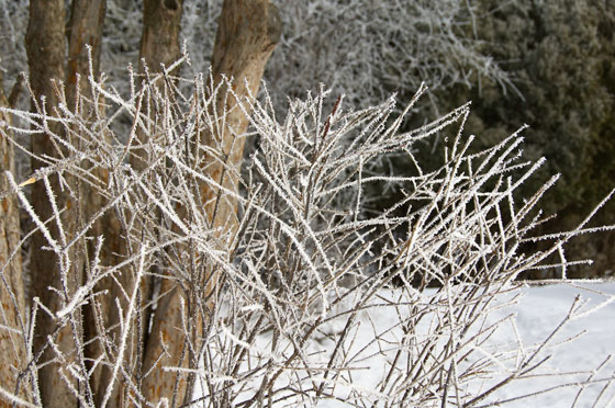 Snow and Trees 2010 8