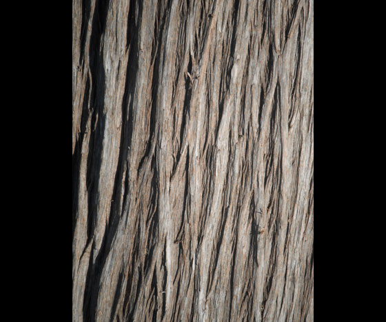 tree-bark