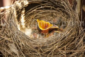 Baby Robins