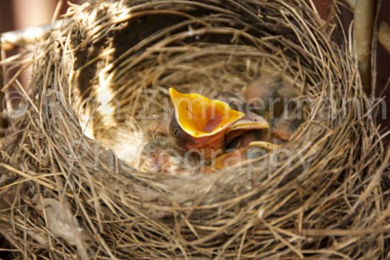 Baby Robins