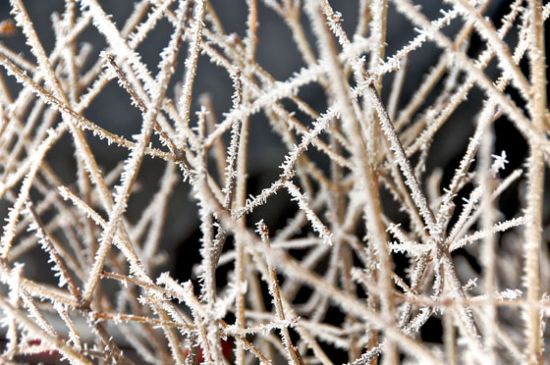 Snow on Tree's