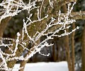 Ice Crystals 